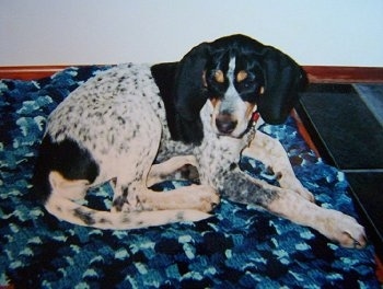 Bluetick Coonhound puppy laying on a blue blanket which is on a tiled floor