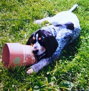 Bluetick Coonhound puppy laying outside and chewing on a flower pot