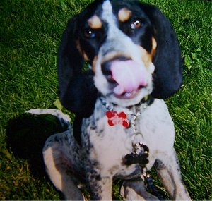 Close Up - Bluetick Coonhound puppy sitting in grass with its tongue licking its nose