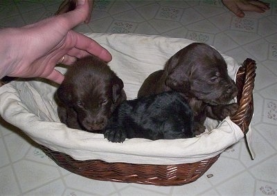 Three Doodleman Pinscher puppies are sitting in a wicker basket. Two are brown and the middle puppy is black. There is a hand touching the brown puppy on the left.