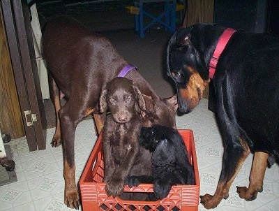 Three Doodleman Pinscher puppies are in a red crate. There are two adult Doberman dogs next to them.