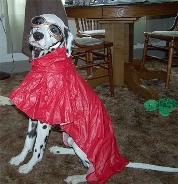 Kelp the Dalmatian is wearing a red raincoat and goggles sitting in a dining room in front of a table and chairs. There is a green plush turtle toy on the floor behind her.