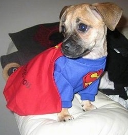 Nibbler the tan and black Puggle puppy is wearing a Superman costume and sitting on a white pillow