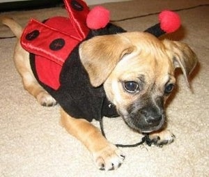 Close Up - Nibbler the tan and black Puggle Puppy is wearing a red and black ladybug costume