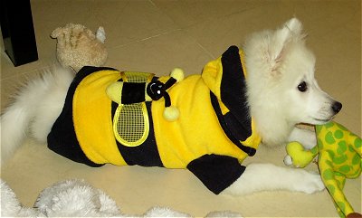 Volley the pure white Japanese Spitz is laying on a carpet and wearing a black and yellow bumblebee costume with a green and yellow dog plush toy between his front paws.
