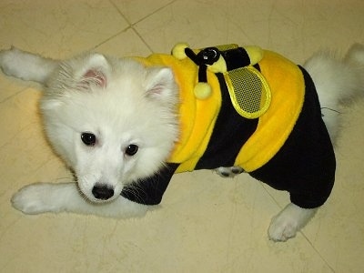 Volley the pure white Japanese Spitz is laying on a tiled floor in a black and yellow bumblebee costume