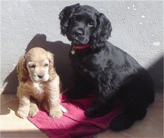 Terry the tan and Koky the black English Cocker Spaniel puppies are sitting in front of a wall and sitting on a burgundy towel. Terry is looking down and Kokys head is tilted to the right