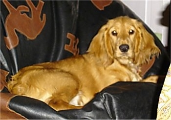 Zoie the tan English Cocker Spaniel is laying on a black leather bean bag with brown antelopes on it