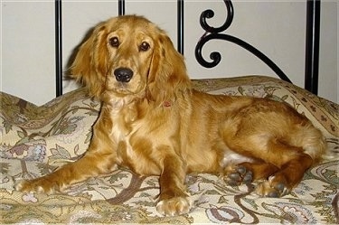 Zoie the tan English Cocker Spaniel is laying on a human's bed and looking forward