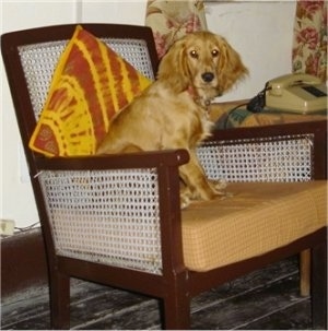 Zoie the tan English Cocker Spaniel is sitting on a chair and there is an orange and yellow pillow behind him.