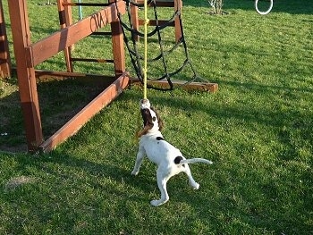 The back of a white with brown Pointer is pulling on a hanging rope that is attached to a red wooden playground set outside in grass.
