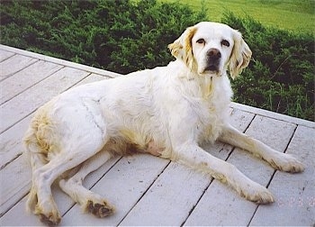 Hall's Becky Sue the lemon and white English Setter is laying at the edge of a wooden deck