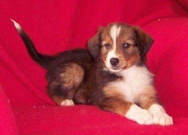 A black, tan and white English Shepherd Puppy is laying on a red blanket.