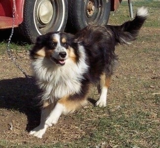 A black, tan and white tri-color English Shepherd is playing on a chain which is attached to a big red truck.