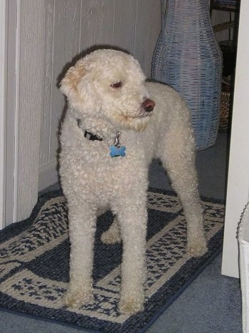 Buddie Lee the curly white Eskapoo is standing on a blue and white throw rug and looking to the right