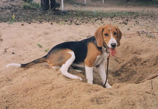 Oscar the black, tan and white tricolor Estonian Hound puppy is sitting in sand at the edge of a hole he dug. There is sand on top of his head and his mouth is open and tongue is out