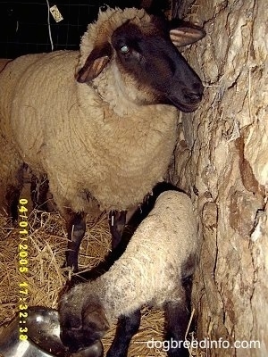 A mother sheep is standing next to a stone wall. There is a baby lamb under her eating out of a metal bowl