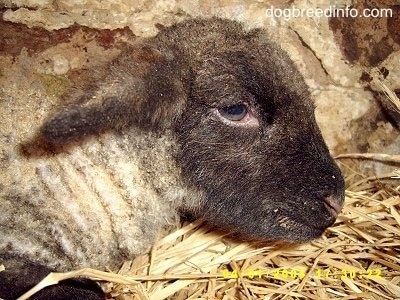 Close Up head shot - baby lamb laying down in hay inside of a stone barn stall.