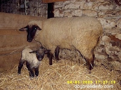 A mother sheep standing with her baby lamb next to a white stone wall in a barn stall