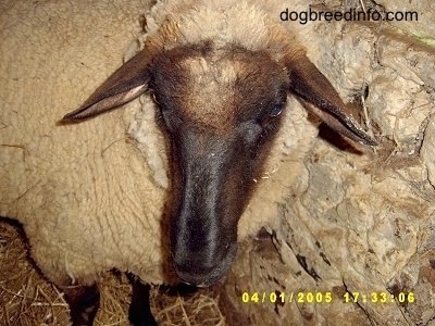 Close Up - The face of an adult sheep inside of a barn stall