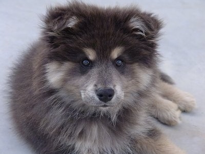 Close Up - A fluffy black and tan Finnish Lapphund puppy is laying outside on a porch