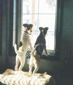 The back of two Smooth Fox Terrier puppies that are standing on an ottoman and up against a window sill and they are looking out of the window. Both dogs have their tails up in the air.