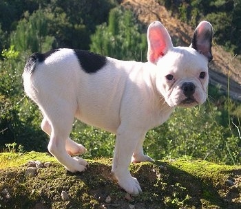 black french bulldog teddy