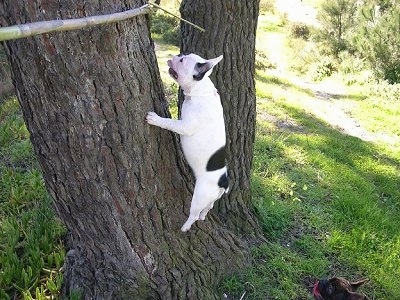 A white with black French Bulldog is running up a tree