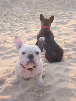 A white with black French Bulldog is sitting in the sand and facing forward. Another French Bulldog, this one brown and black is sitting in the sand and facing backwards