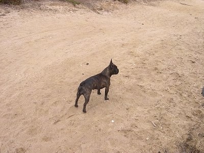 A black brindle French Bulldog is standing on sand at a beach looking to the right of its body