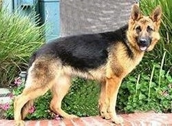 A black and tan German Shepherd is standing on a brick wall that is in front of a flower bed