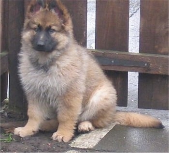 A fluffy tan with black German Shepherd puppy is sitting in front of a wooden fence