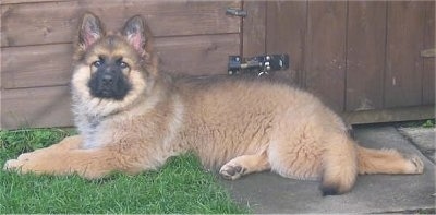 A fluffy tan with black German Shepherd puppy is laying in front of a wooden fence