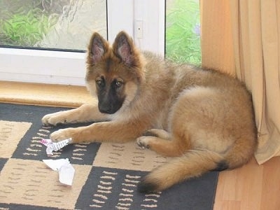 A tan with black German Shepherd puppy is laying on a rug in front of a sliding door with chewed up paper in front of its paws.