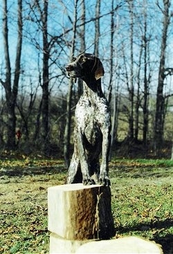 A brown with white German Shorthaired Pointer is standing on a log and looking to the left