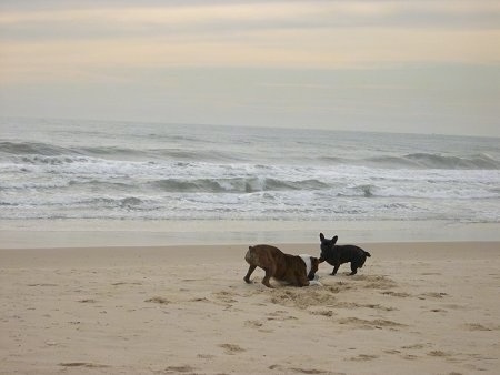A brown with white Boxer is play bowing in sand with a black French Bulldog running to it on a beach with the ocean next to them.