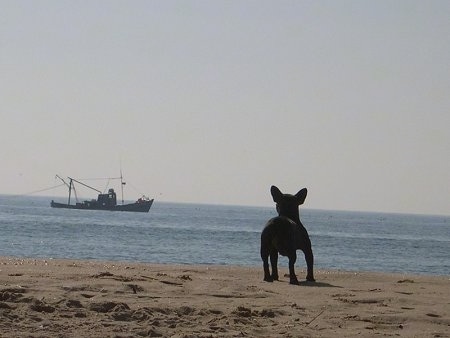A black French Bulldog is standing on a beach and looking at a ship in the water