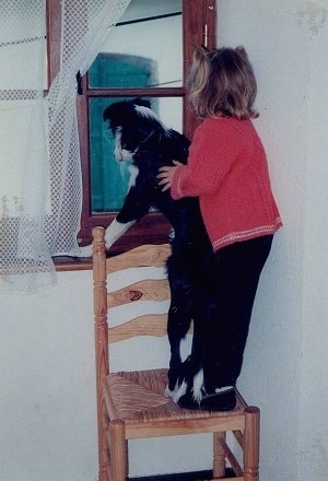 A small black with white dog is standing on a wooden chair and looking out of a window with a little girl in a pink shirt and black pants standing on the chair behind the dog with her hands on the dog's shoulders.