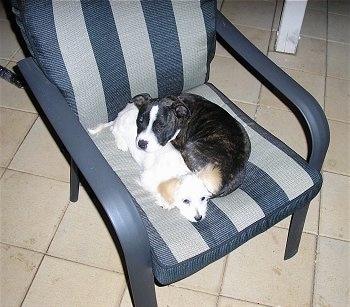 A black and white Staffordshire Terrier is laying down on top of a small white and tan Maltese puppy on a blue and gray striped chair on a tan tiled floor