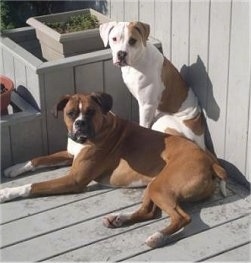 A brown and white Boxer is laying outside on a gray deck in front of a sitting white and brown American Bulldog