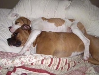 Two dogs sleeping on a humans bed, with one dog's legs wrapped around the other - A white with brown American Bulldog is sleeping behind a brown with white Boxer dog.
