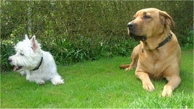 A Westie and a tan Danish Broholmer are laying next to each other in grass with a bush line behind them
