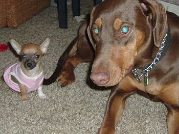 A tiny tan Chihuahua puppy wearing a pink shirt is sitting next to a large brown and tan Doberman Pincher on a tan carpet