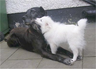 A small white Japanese Spitz is licking the face of a large graying black Labrador mix on a tan tiled floor with green, black and white walls around them.