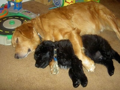 Two dogs sleeping on a tan carpeted floor on their sides with little kids toys behind them - A Golden Retriever behind a smaller black Goldendoodle.