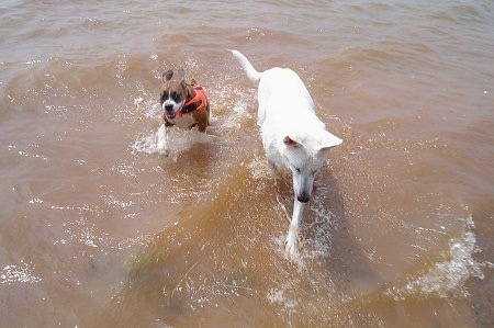 Action shot - A brown with white Boxer wearing a red life jacket is running through water next to a White Shepherd