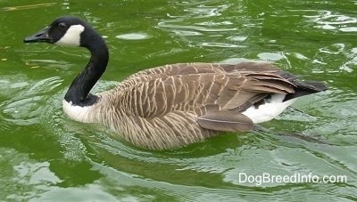Goose swimming through water