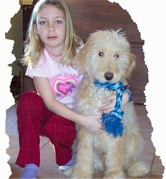 A cream and tan Goldendoodle has a blue rope toy in its mouth. There is a little girl in a pink shirt hugging the dog sitting next to her