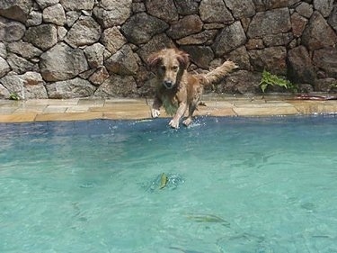 A front side view of Witch Christina the Golden Retriever jumping into a pool