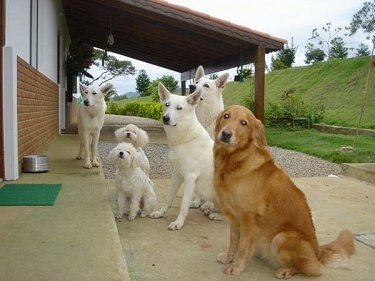 A Golden Retriever is sitting in front of a porch next to three White Shepherds and two white Miniature Poodles
